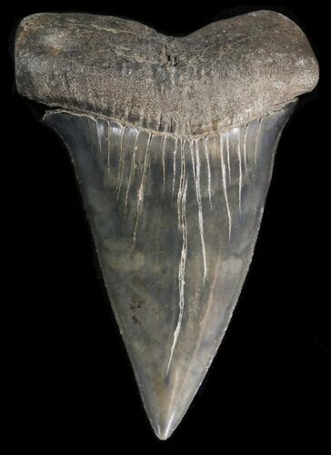 Large, Fossil Mako Shark Tooth - Georgia #39886